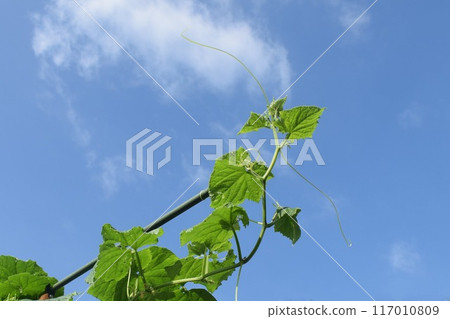 Cucumber vines growing Cucumber vines growing 117010809