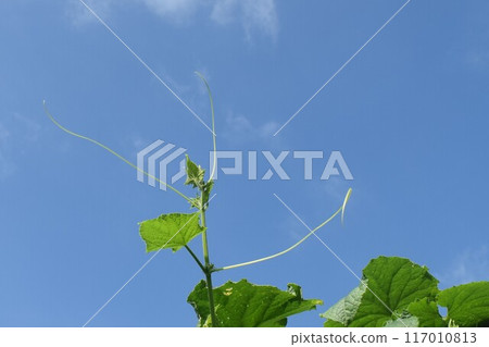 種植黃瓜藤 117010813