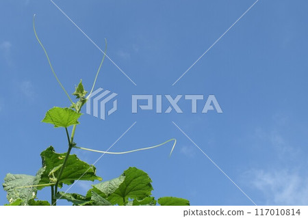 種植黃瓜藤 種植黃瓜藤 117010814