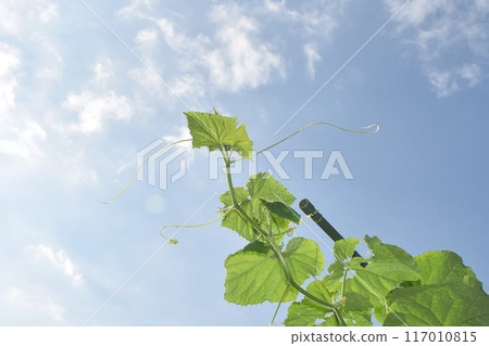 種植黃瓜藤 種植黃瓜藤 117010815