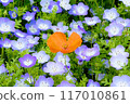 A single poppy surrounded by nemophila 117010861