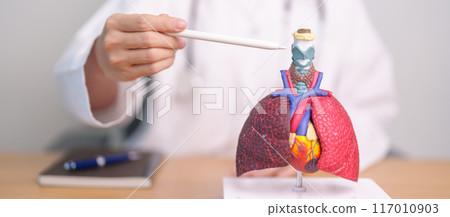 Doctor point Thyroid and Cricoid of Respiratory system anatomy for Diseases. Lung Cancer, Asthma, Chronic Obstructive Pulmonary, Bronchitis, Emphysema, Cystic Fibrosis, Bronchiectasis and Pneumonia 117010903