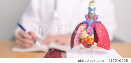 Doctor with heart Cardiovascular and Respiratory anatomy for Disease. Lung Cancer, Asthma, Chronic Obstructive Pulmonary or COPD, Bronchitis, Emphysema, Cystic Fibrosis, Bronchiectasis, Pneumonia Doctor with heart Cardiovascular and Respiratory anatomy for Disease. Lung Cancer, Asthma, Chronic Obstructive Pulmonary or COPD, Bronchitis, Emphysema, Cystic Fibrosis, Bronchiectasis, Pneumonia 117010908