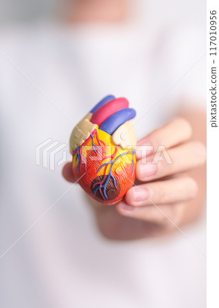 Woman holding human Heart model. Cardiovascular Diseases, Atherosclerosis, Hypertensive Heart, Valvular Heart, Aortopulmonary window, world Heart day and health concept 117010956