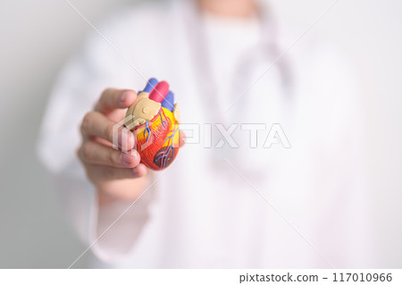Doctor hold human Heart anatomy model. Cardiovascular Diseases, Atherosclerosis, Hypertensive Heart, Valvular Heart, Aortopulmonary window, world Heart day and health concept 117010966
