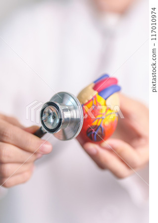 Doctor hold Heart anatomy model with stethoscope. Cardiovascular Diseases, Atherosclerosis, Hypertensive Heart, Valvular Heart, Aortopulmonary window. world Heart day and health Insurance concept Doctor hold Heart anatomy model with stethoscope. Cardiovascular Diseases, Atherosclerosis, Hypertensive Heart, Valvular Heart, Aortopulmonary window. world Heart day and health Insurance concept 117010974