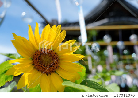 Sunflowers and wind chimes shining in the sunlight Sunflowers and wind chimes shining in the sunlight 117011070