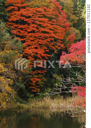 A large red maple tree standing on the banks of Kurokawa Swamp in Yoro Valley Ver1 A large red maple tree standing on the banks of Kurokawa Swamp in Yoro Valley Ver1 117011182