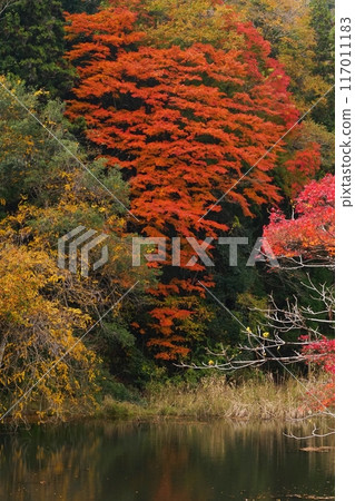 養老谷Ver2黑川沼澤岸邊矗立著大紅楓樹 養老谷Ver2黑川沼澤岸邊矗立著大紅楓樹 117011183