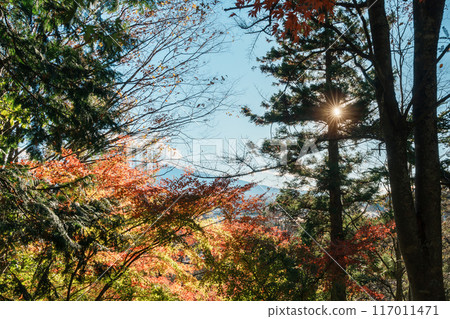 Mount Fuji view in Autumn season, colorful fall foliage leaves at Chureito Pagoda, Yamanashi, Japan. Landmark for tourists attraction. Japan Travel, Destination, Vacation and season change concept 117011471
