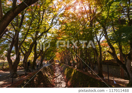 view at Momiji Kairo in Autumn season, happy Traveler travel Maple Corridor at lake Kawaguchi, Yamanashi, Japan. Landmark for tourists attraction. Japan Travel, Destination, Vacation view at Momiji Kairo in Autumn season, happy Traveler travel Maple Corridor at lake Kawaguchi, Yamanashi, Japan. Landmark for tourists attraction. Japan Travel, Destination, Vacation 117011488