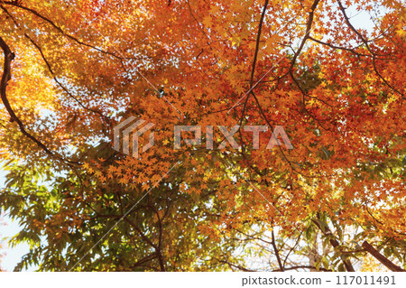 beautiful autumn day, orange color maple in forest, Falling autumn leaves in sunshine day. background, template and wallpaper for season change and vibrant colorful foliage concept 117011491