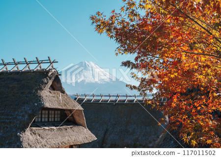 Mount Fuji view at Saiko Iyashino Sato Nenba in Autumn season. Mt Fujisan in Fujikawaguchiko, Yamanashi, Japan. Landmark for tourists attraction. Japan Travel, Destination, Vacation and Mount Fuji Day 117011502