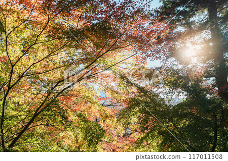 beautiful autumn day, colourful leaves  in forest, Falling autumn leaves in sunshine day. background, template and wallpaper for season change and vibrant colorful foliage concept 117011508