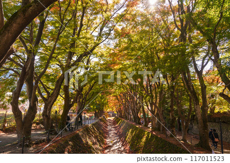 view at Momiji Kairo in Autumn season, happy Traveler travel Maple Corridor at lake Kawaguchi, Yamanashi, Japan. Landmark for tourists attraction. Japan Travel, Destination, Vacation view at Momiji Kairo in Autumn season, happy Traveler travel Maple Corridor at lake Kawaguchi, Yamanashi, Japan. Landmark for tourists attraction. Japan Travel, Destination, Vacation 117011523