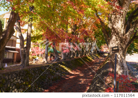 view at Momiji Kairo in Autumn season, happy Traveler travel Maple Corridor at lake Kawaguchi, Yamanashi, Japan. Landmark for tourists attraction. Japan Travel, Destination, Vacation view at Momiji Kairo in Autumn season, happy Traveler travel Maple Corridor at lake Kawaguchi, Yamanashi, Japan. Landmark for tourists attraction. Japan Travel, Destination, Vacation 117011564