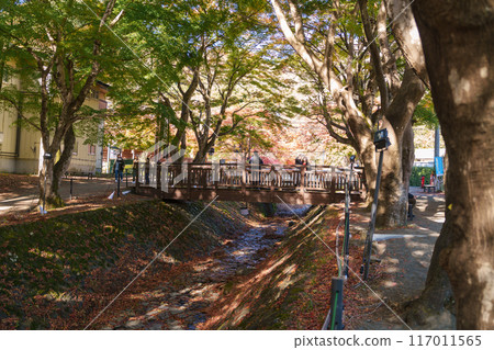 view at Momiji Kairo in Autumn season, happy Traveler travel Maple Corridor at lake Kawaguchi, Yamanashi, Japan. Landmark for tourists attraction. Japan Travel, Destination, Vacation view at Momiji Kairo in Autumn season, happy Traveler travel Maple Corridor at lake Kawaguchi, Yamanashi, Japan. Landmark for tourists attraction. Japan Travel, Destination, Vacation 117011565