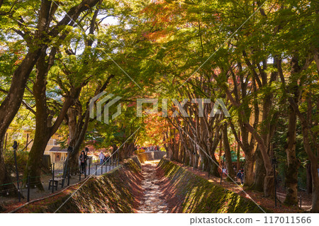 view at Momiji Kairo in Autumn season, happy Traveler travel Maple Corridor at lake Kawaguchi, Yamanashi, Japan. Landmark for tourists attraction. Japan Travel, Destination, Vacation 117011566