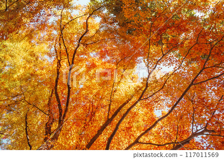 beautiful autumn day, orange color maple in forest, Falling autumn leaves in sunshine day. background, template and wallpaper for season change and vibrant colorful foliage concept beautiful autumn day, orange color maple in forest, Falling autumn leaves in sunshine day. background, template and wallpaper for season change and vibrant colorful foliage concept 117011569