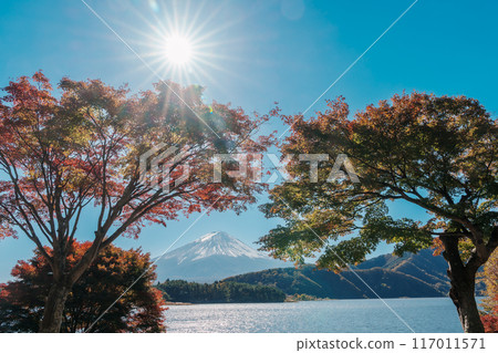 Mount Fuji view at Momiji Tunnel in Autumn season. Mt Fujisan in lake Kawaguchi, Yamanashi, Japan. Landmark for tourists attraction. Japan Travel, Destination, Vacation and Mount Fuji Day concept 117011571