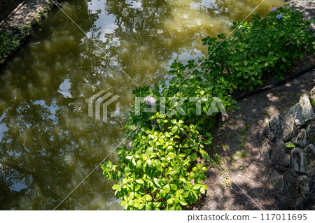 Summer image 117011695