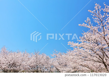 Spring blue sky and row of cherry trees Spring blue sky and row of cherry trees 117013020