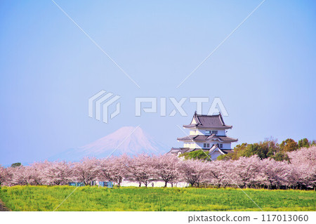 Spring cherry blossom trees, Sekijuku Castle, and Mt. Fuji in Chiba Prefecture 117013060