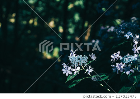在黑暗的森林中閃耀的藍紫色繡球花（日沼自然公園） 117013473