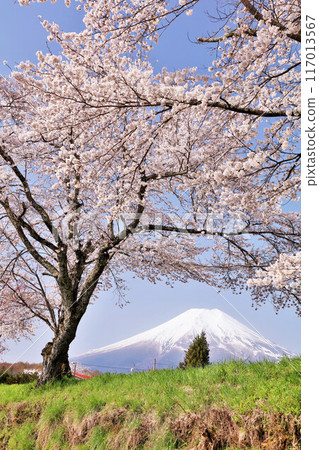 Mount Fuji and cherry blossom trees in Oshino Village, Yamanashi Prefecture 117013567