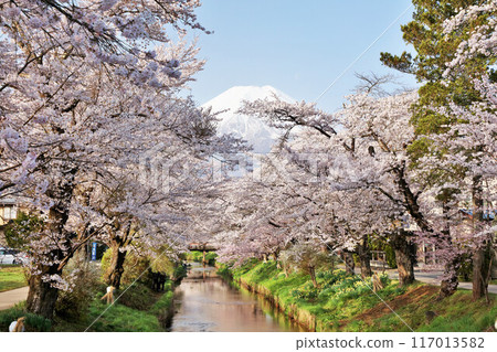 山梨縣、忍野村、新那莊川櫻花樹和富士山 117013582