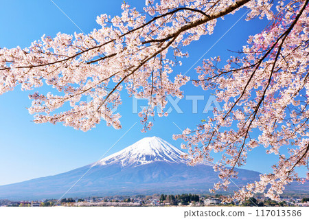 Spring Fuji in Japan and cherry blossoms Spring Fuji in Japan and cherry blossoms 117013586