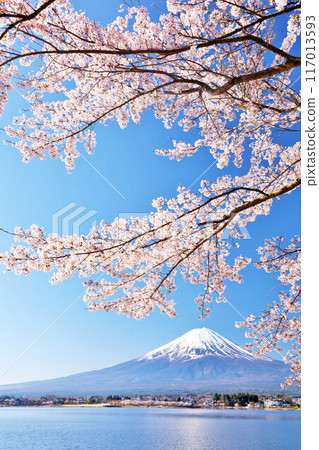 Spring Fuji in Japan and cherry blossoms Spring Fuji in Japan and cherry blossoms 117013593