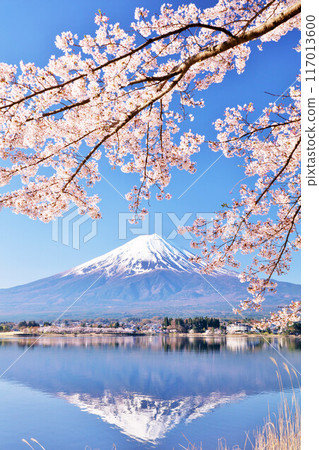 Spring Fuji in Japan and cherry blossoms 117013600