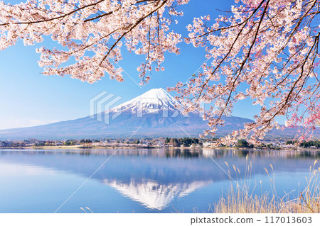 日本的春天富士和櫻花 117013603