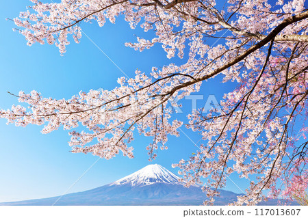 日本的春天富士和櫻花 117013607