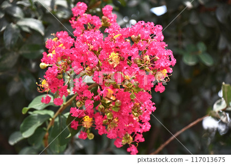 縐my（紫薇） 117013675