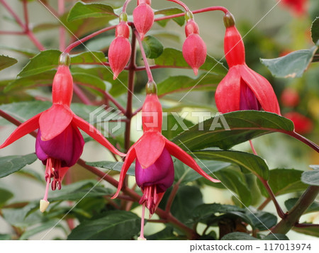 福岡縣福岡市中央區福岡市植物園小笹溫室內的倒掛金鐘 117013974