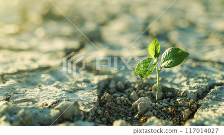 Close up young plant growing in morning sunlight environment. 117014027
