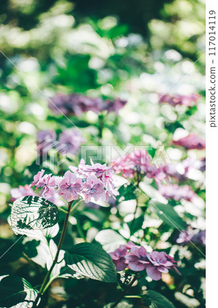 雨季晴天盛開的繡球花(日沼自然公園) 雨季晴天盛開的繡球花(日沼自然公園) 117014119