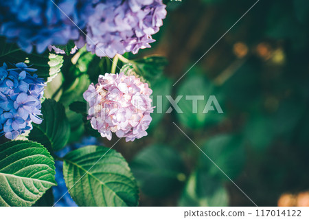 藍紫色繡球花和深色背景(日沼自然公園) 藍紫色繡球花和深色背景(日沼自然公園) 117014122