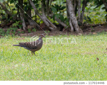 Ryukyu Turtle Dove on Ishigaki Island 117014446