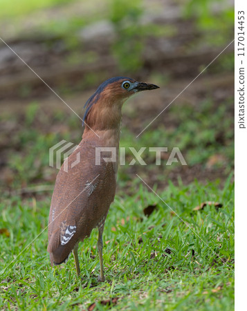 Ishigaki Island's black night heron 117014453
