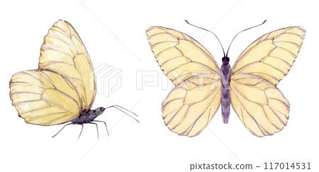White butterflies fly and sit isolated in the background. Watercolor insects for decorating children's rooms, packaging and labels, fabrics and clothing. 117014531