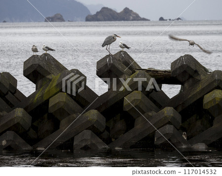 清晨岸邊的鳥兒 117014532