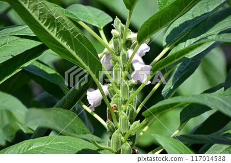 芝麻花和水果 117014588