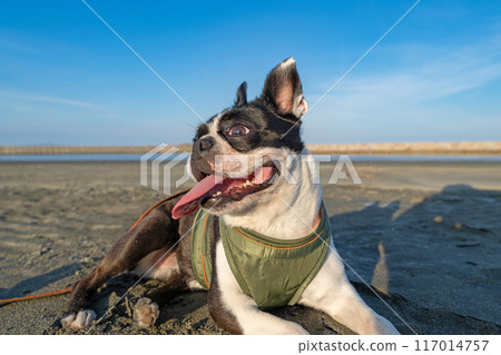 Boston terrier resting on the beach 117014757