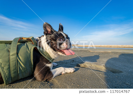 Boston terrier resting on the beach 117014767