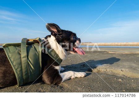 波士頓梗犬在沙灘上休息 117014786