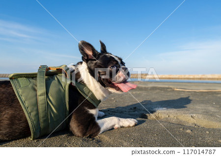 波士頓梗犬在沙灘上休息 117014787