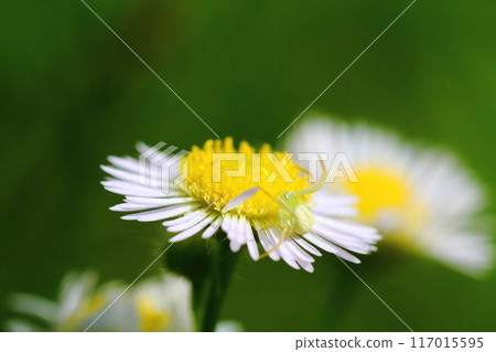 Close-up of a flower spider waiting for prey on an edible daisy flower 117015595